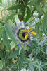 Passion flower Passiflora climbing plants