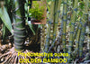 Aurea Fishpole Bamboo 6-8ft tall plants 15 Litre large pots
