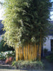 Green Groove Bamboos Plants for hedging & screening. 8ft & 10ft tall plants. Pallet Deals