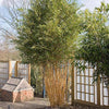 Golden Crookstem Bamboos for hedging & screening. 8ft & 10ft tall plants available. Pallet Deals