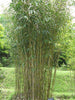 Arrow Metake japonica Bamboo plants Shady area bamboo