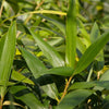 Arrow Metake japonica Bamboo plants Shady area bamboo