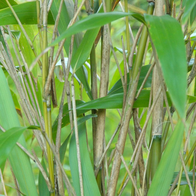 Arrow Bamboo 8ft plants Best bamboo for shady spots | worldgardenplants