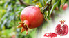 Nana Pomegrante plants in 10 Litre deco pots. Ideal summer patio plants. RHS AGM plant.