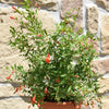 Nana Pomegrante plants in 10 Litre deco pots. Ideal summer patio plants. RHS AGM plant.