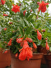 Nana Pomegrante plants in 10 Litre deco pots. Ideal summer patio plants. RHS AGM plant.