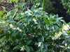 Sweet Box Sarcococca Scented flowers 5 Litre large pots