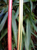 Red Stem Narihira Clumping Bamboo Kimmei 15 Litre pots