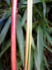 Red Stem Narihira Clumping Bamboo Kimmei 15 Litre Large pots 180cm 6ft tall plants for screening