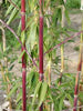 Green Groove Bamboos Plants for hedging & screening. 8ft & 10ft tall plants. Pallet Deals