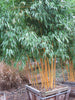 Golden Crookstem Bamboos for hedging & screening. 8ft & 10ft tall plants available. Pallet Deals
