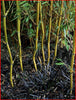 Green Groove Bamboos Plants for hedging & screening. 8ft & 10ft tall plants. Pallet Deals