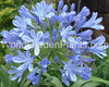 African Blue Lily Agapanthus Medium Large Very large plants