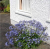 African Blue Lily Agapanthus Medium Large Very large plants