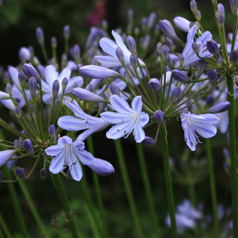 African Blue Lily - Agapanthus. Medium, Large & Very large plants available. Plant at anytime of the year!