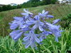 African Blue Lily Agapanthus Medium Large Very large plants