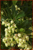 Strawberry Tree evergreen bushes 5 Litre large pots