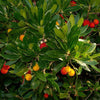 Strawberry Tree evergreen bushes 5 Litre large pots