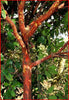 Strawberry Tree evergreen bushes 5 Litre large pots