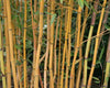 Golden Crookstem Bamboos Hedging Screening 8ft-10ft plants