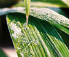 Arrow Metake japonica Bamboo plants Shady area bamboo