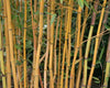 Holochrysa Allgold Tall Clumping Bamboo Trees RHS AGM 15 Litre pots