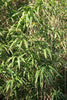 Arrow Metake japonica Bamboo. 5ft & 8ft tall plants. Best bamboos for shady areas. Pallet Deals