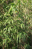 Arrow Metake japonica Bamboo plants Shady area bamboo