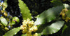 Hedging Bay Plants 4-5ft & 5-6ft tall plants in 10 & 15 Litre growers pots. Pallet Deals