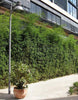 Bisset Hedging Screening Bamboos. 6-7ft & 8-9ft tall plants. Pallet Deals. Autumn plant now!