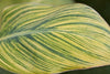 Canna Lily Pretoria Tropicanna Gold Mature potted plants