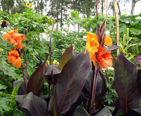 Canna Lily Wyoming Potted 5 Litre large pots