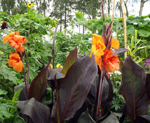 Canna Lily Wyoming RHS AGM Potted 5 Litre pots