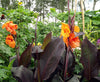 Canna Lily Wyoming Potted 5 Litre pots