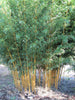 Golden Crookstem Bamboos for hedging & screening. 8ft & 10ft tall plants available. Pallet Deals