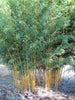 Golden Crookstem Bamboos Hedging Screening  8ft / 10ft plants
