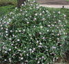 Winter Daphne Scented evergreen plants