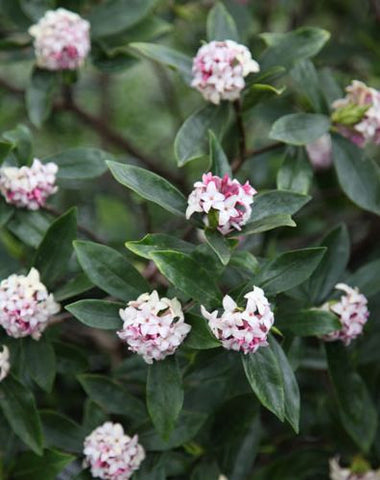 Winter Daphne Scented evergreen plants