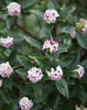 Winter Daphne Scented evergreen plants