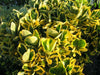 Euonymus Aureus. Evergreen Japanese Spindle hedge bushes. 15 Litre large pots