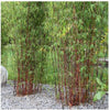 Red Clumping bamboos Asian Wonder Fargesia 15 Litre pots 180cm Pallet Deals