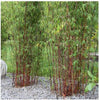 Red Clumping bamboos Asian Wonder Fargesia 180cm 15 Litre pots