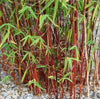 Red Clumping bamboos Asian Wonder Fargesia 15 Litre pots 180cm Pallet Deals