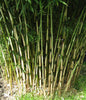 Fargesia robusta Campbell. Clumping hardy bamboos pot plants. Plant at anytime of the year!