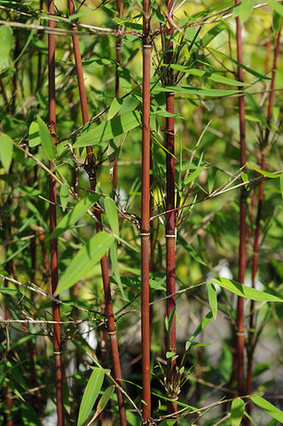 Red Panda clumping bamboos