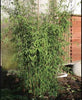 Red Dragon clumping bamboos in 15 Litre pots 150-180cm tall plants.