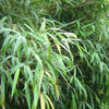 Green Panda Fountain clumping Bamboo Rufa in 10 Litre large pots. Autumn plant now!