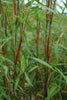 Red Clumping bamboos Asian Wonder Fargesia 15 Litre pots 180cm Pallet Deals