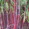 Red Clumping bamboos Asian Wonder Fargesia 180cm 15 Litre pots