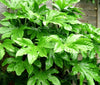 Japanese Aralia Fatsia Japonica plants